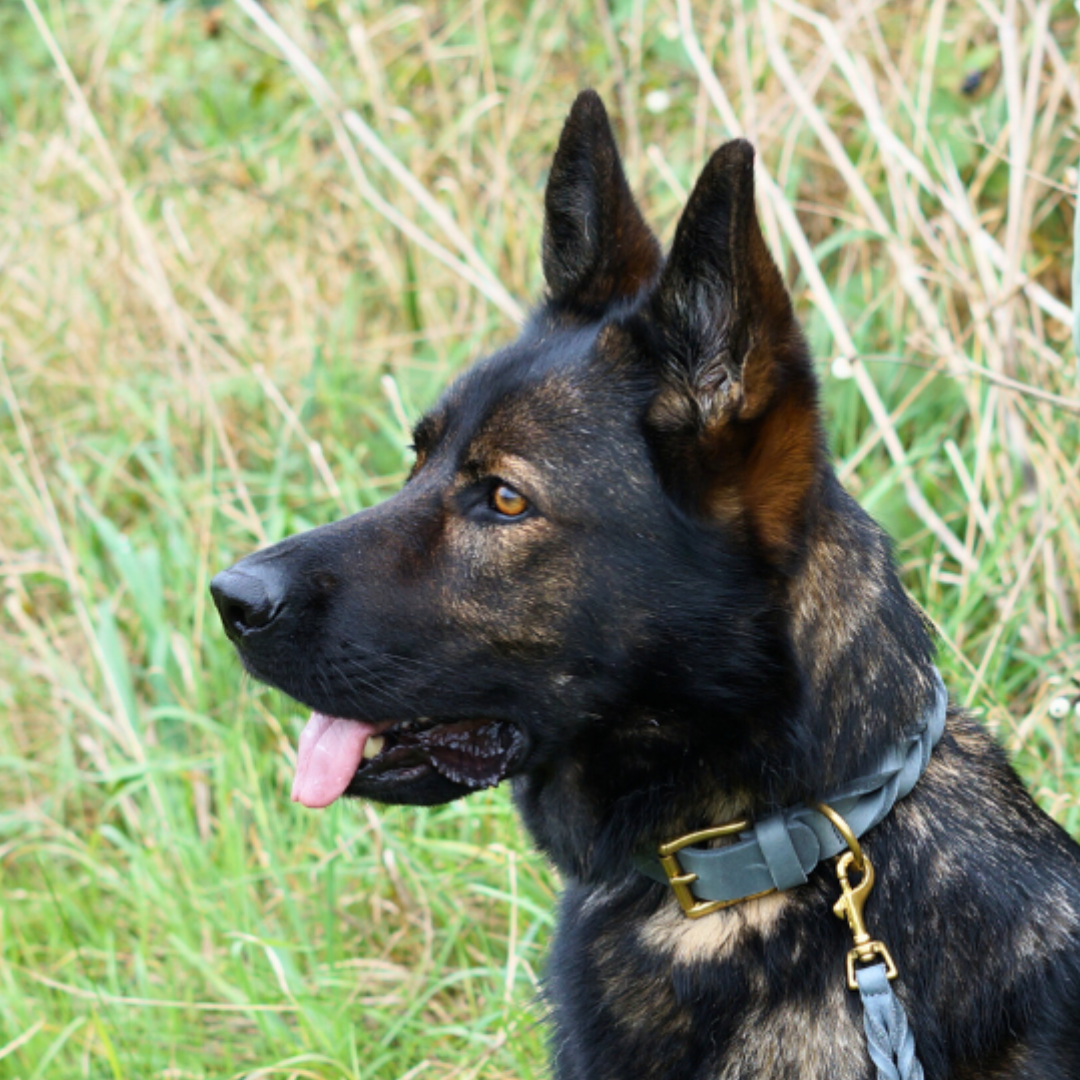 Hundehalsband mit Leine grau