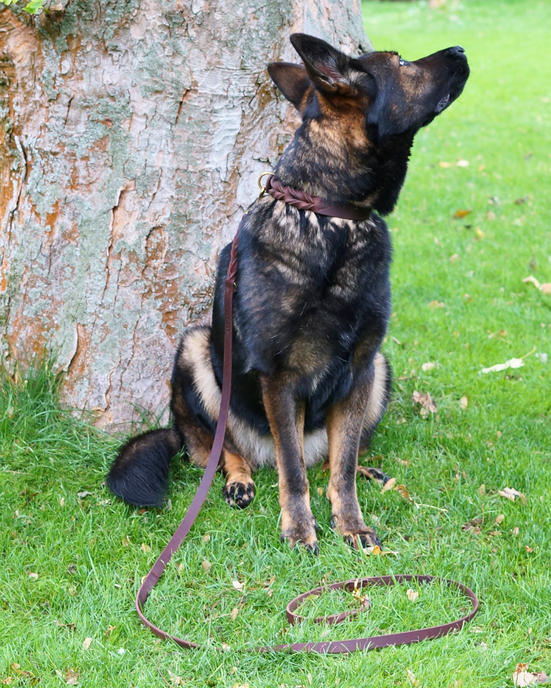 Hundehalsband Abby - Fettleder geflochten kastanienbraun