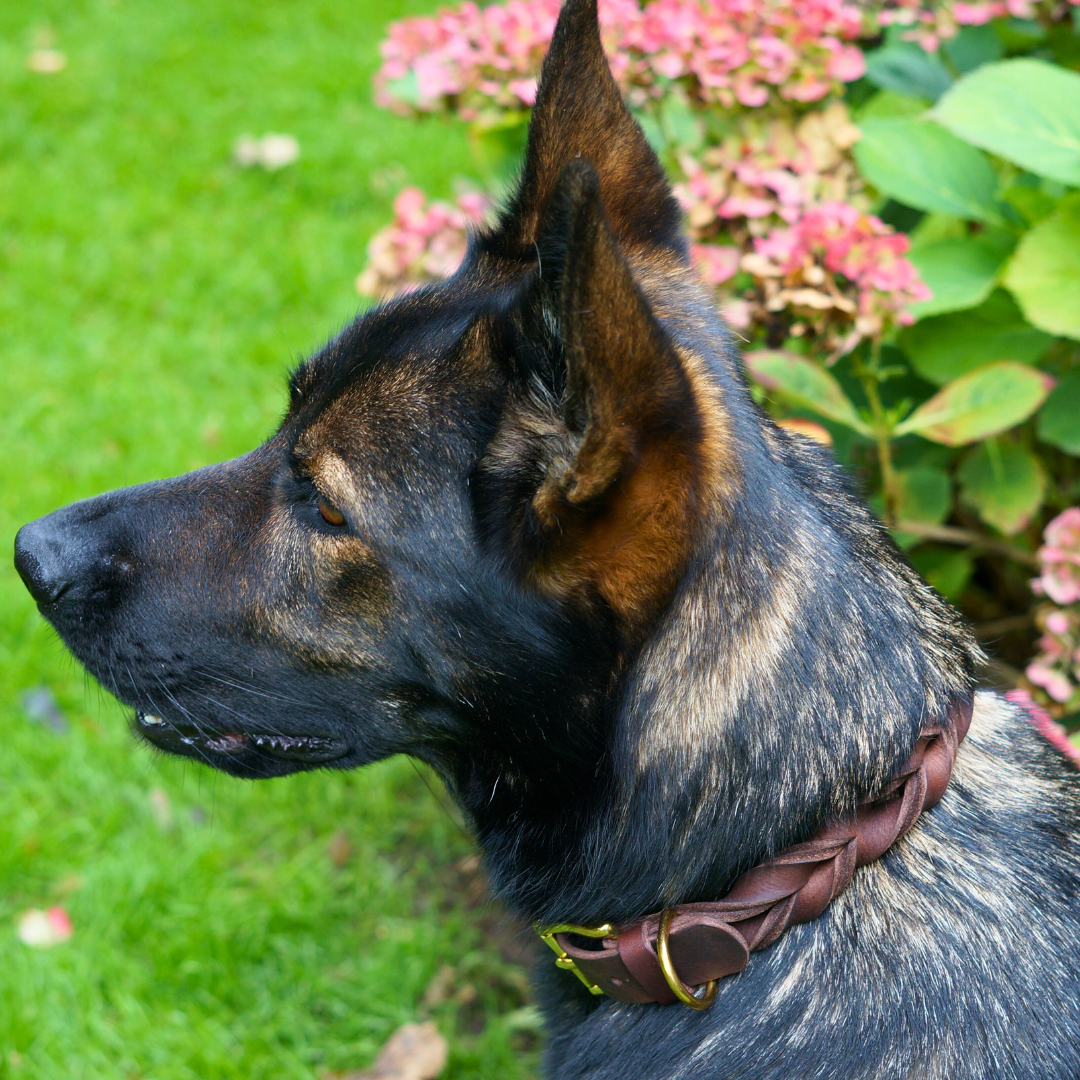 Klassisches Hundehalsband aus weichem Fettleder mit Flechtung