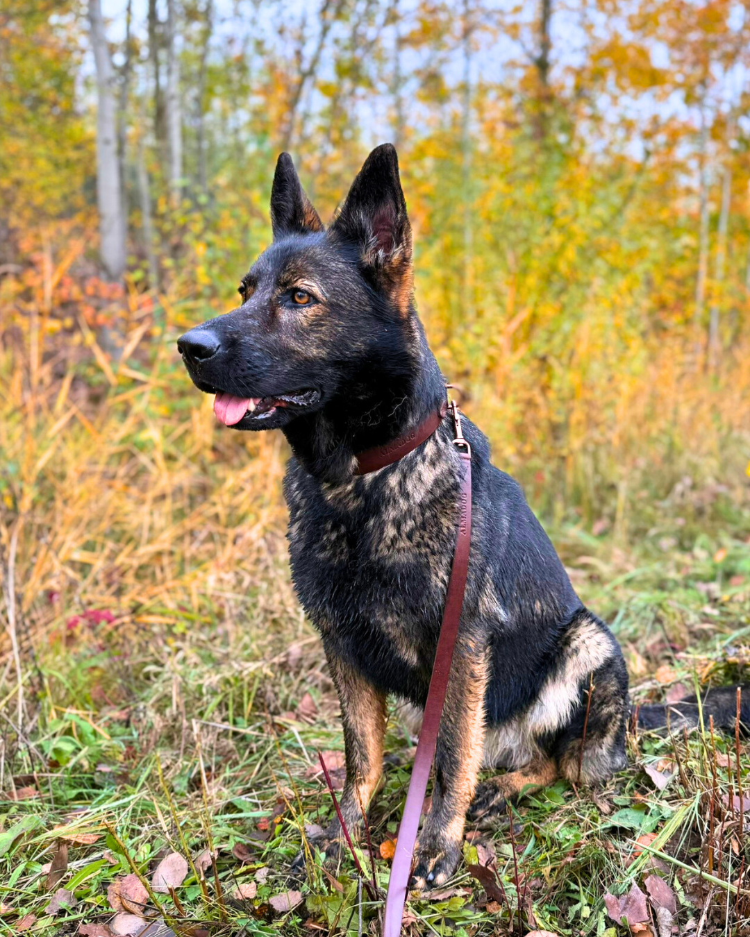 Hundehalsband Albbüffel - Glattes Büffelleder braun