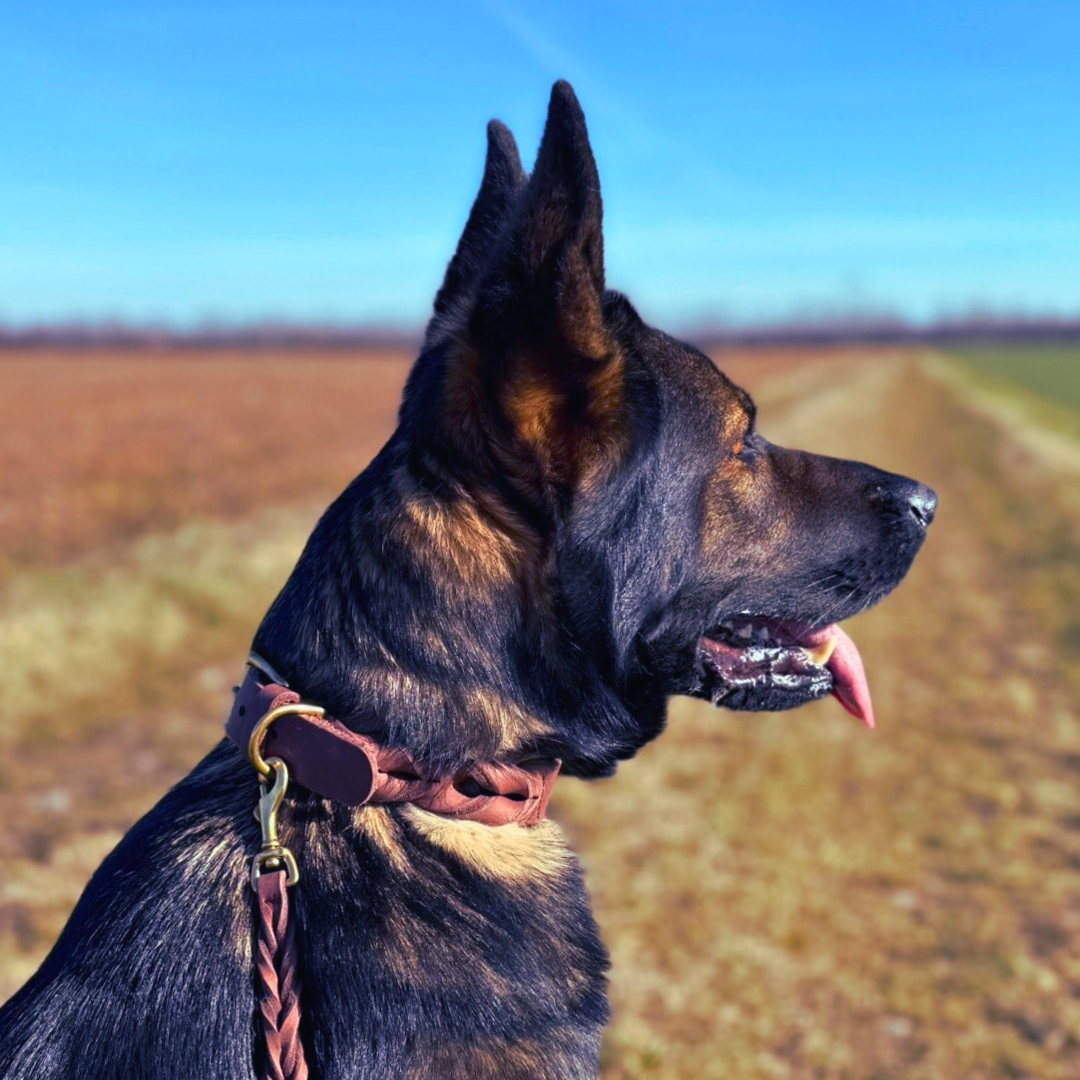 Hundehalsband Abby - Fettleder geflochten kastanienbraun