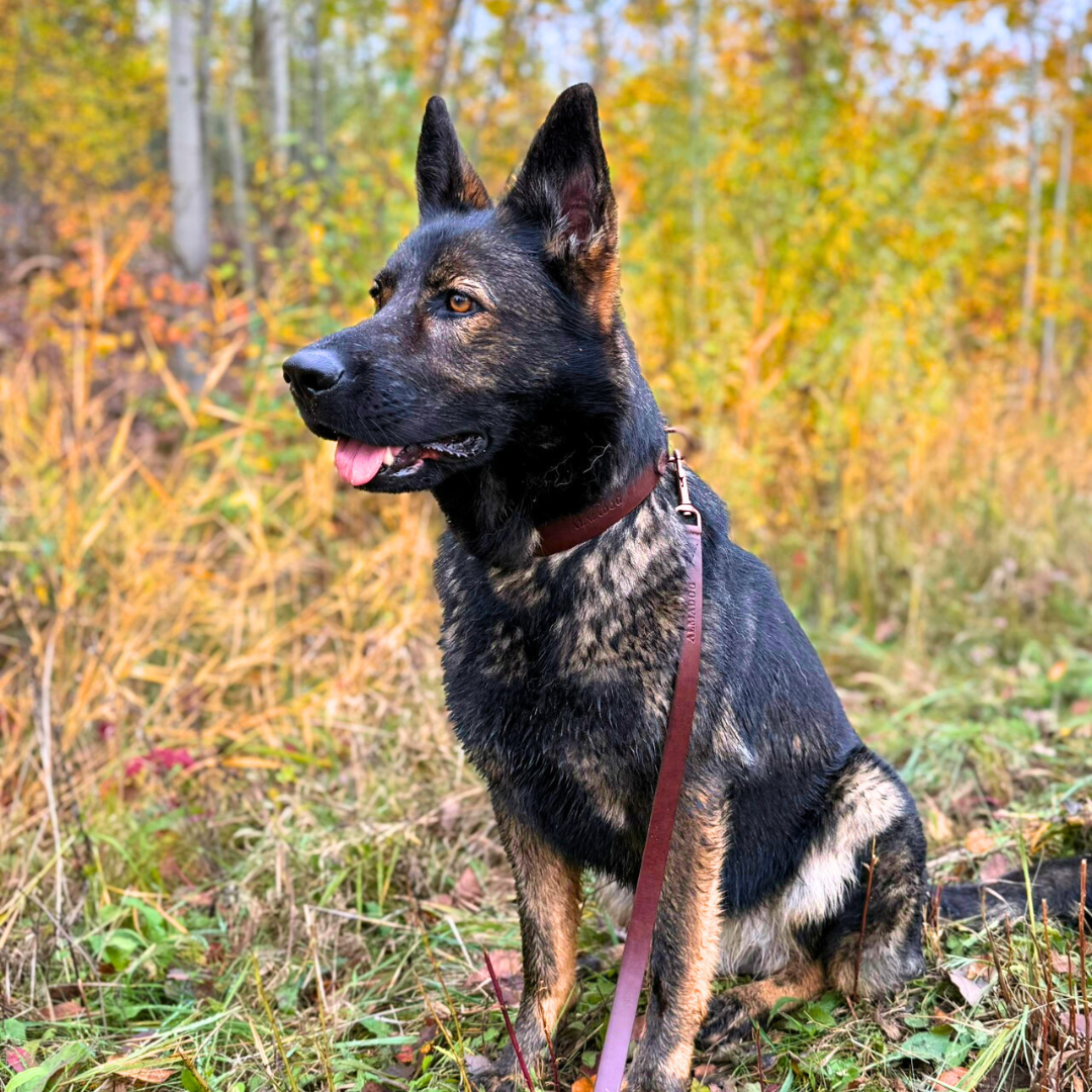 Hundeleine Leder Albbüffel City - Büffelleder braun