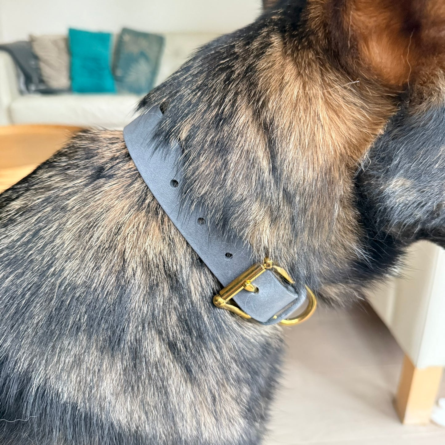 Hundehalsband: Graues Fettleder trifft auf goldene Metallbeschläge