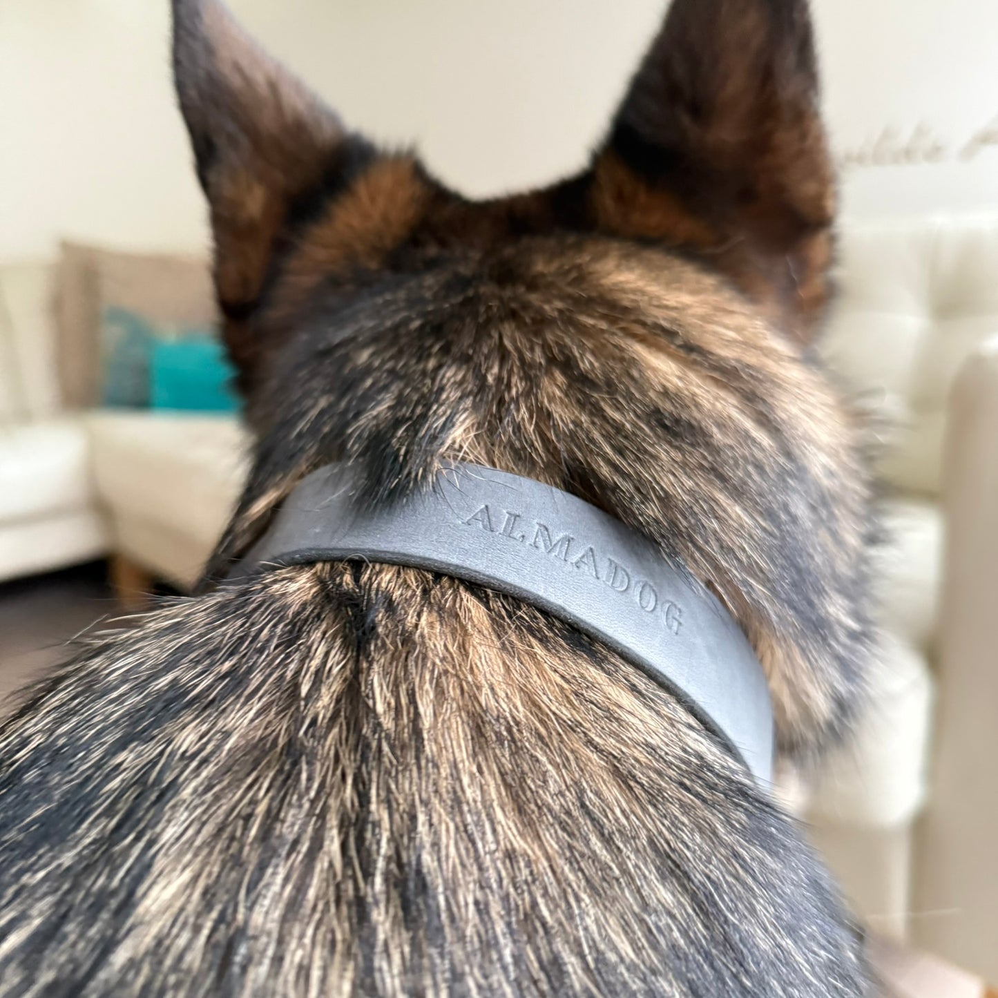 Hochwertiges Halsband für Hunde aus weichem Leder, minimalistisch und zeitloser Stil