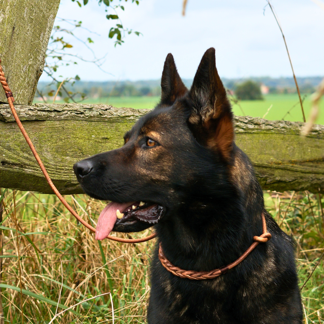 Flüsterleine Silent - Kurze Führleine - Lautlose Retrieverleine aus Rindsrundleder braun