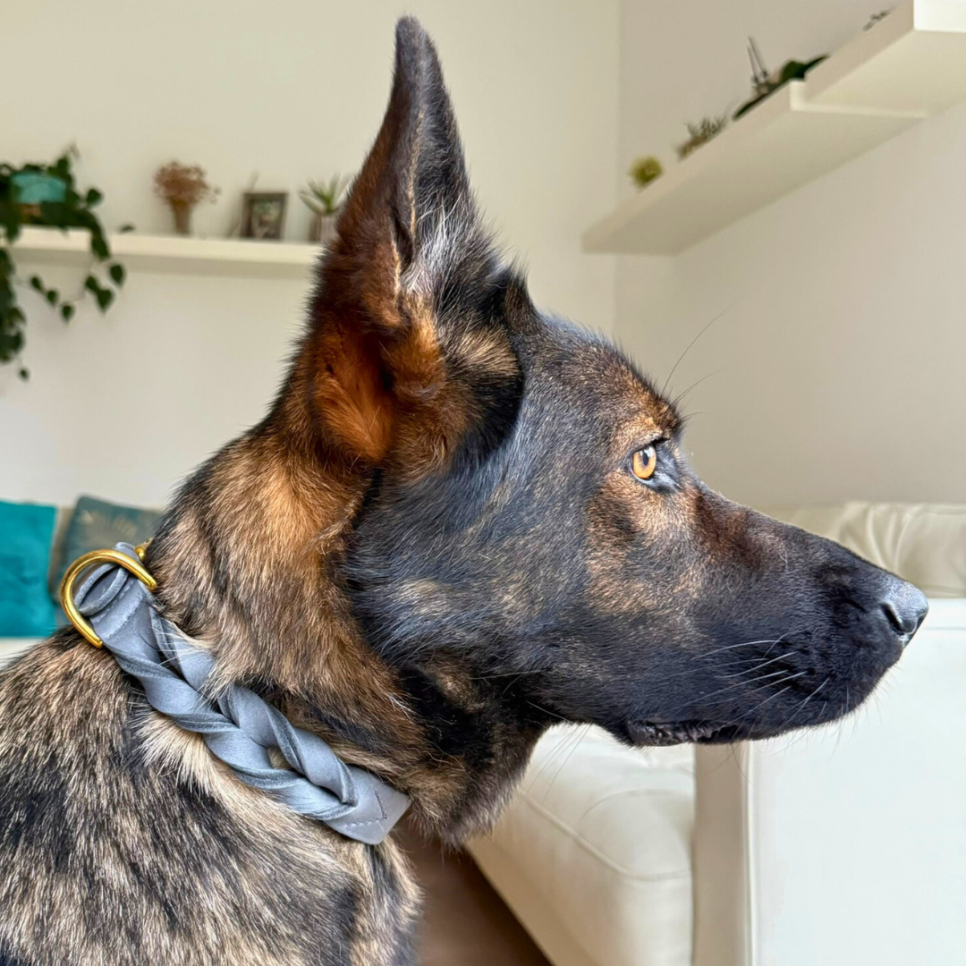 Schäferhund mit grauem Fettlederhalsband, stilvol und hochwertig