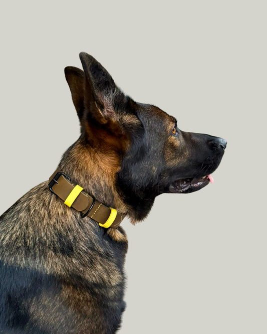 Hundehalsband Joker NEON aus olivgrünem Fettleder mit neongelben Details, Ansicht 2