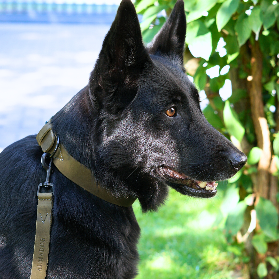 Set aus Hundehalsband und Hundeleine aus weichem Fettleder in grün, minimalistischer Stil, handmade, nachhaltiges Leder