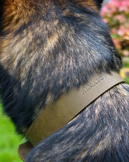 Hundehalsband Joker - Glattes Fettleder olivgrün