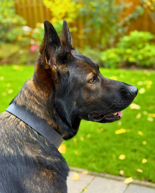 Hundehalsband Abby - Fettleder geflochten grau