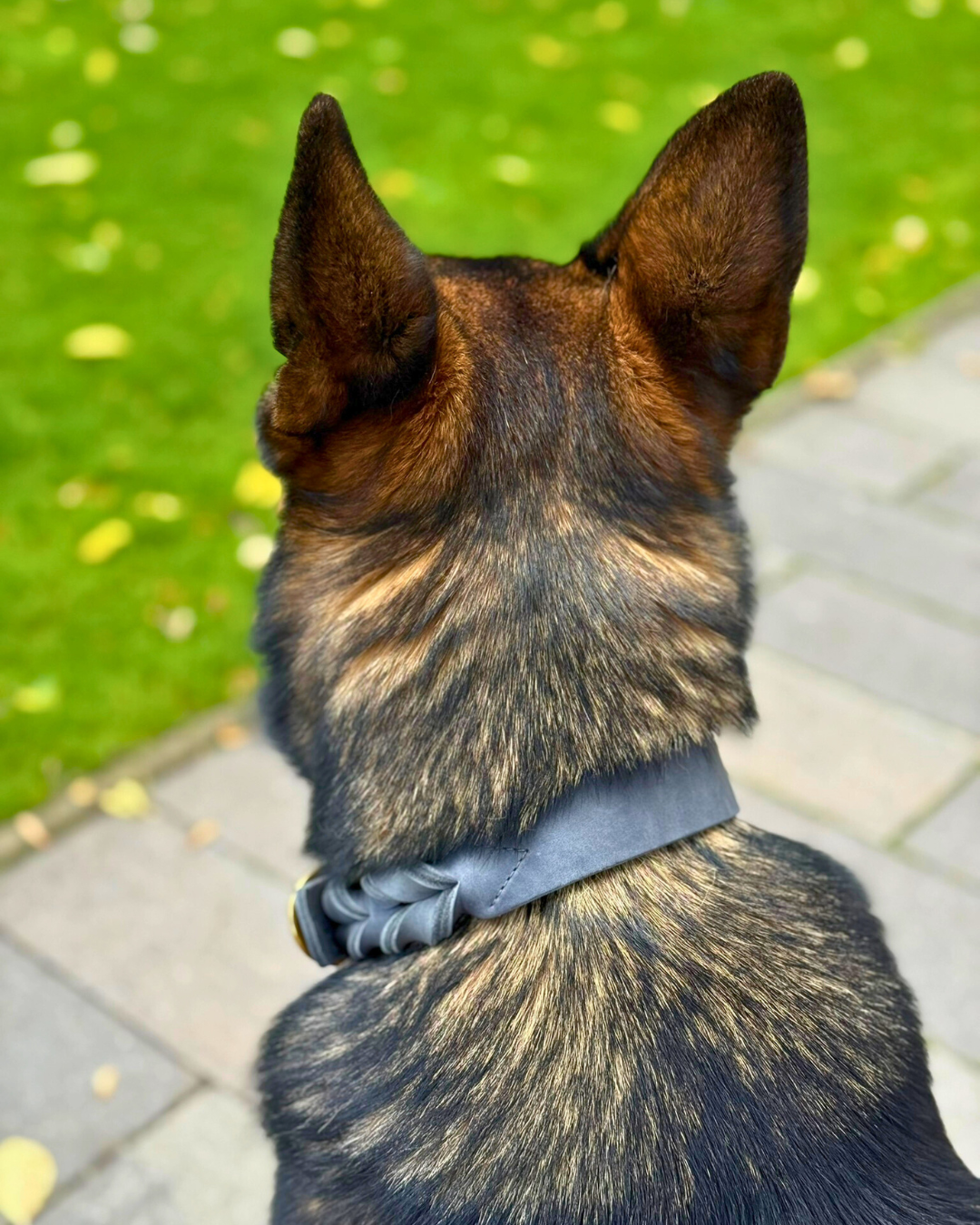 Hundehalsband Abby - Fettleder geflochten grau