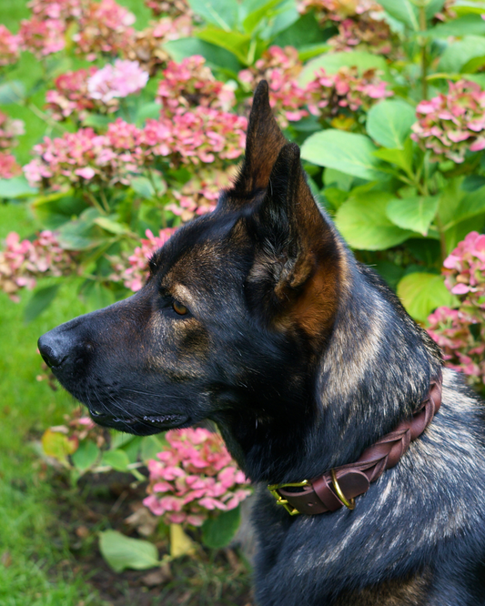 Hundehalsband Abby - Fettleder geflochten kastanienbraun