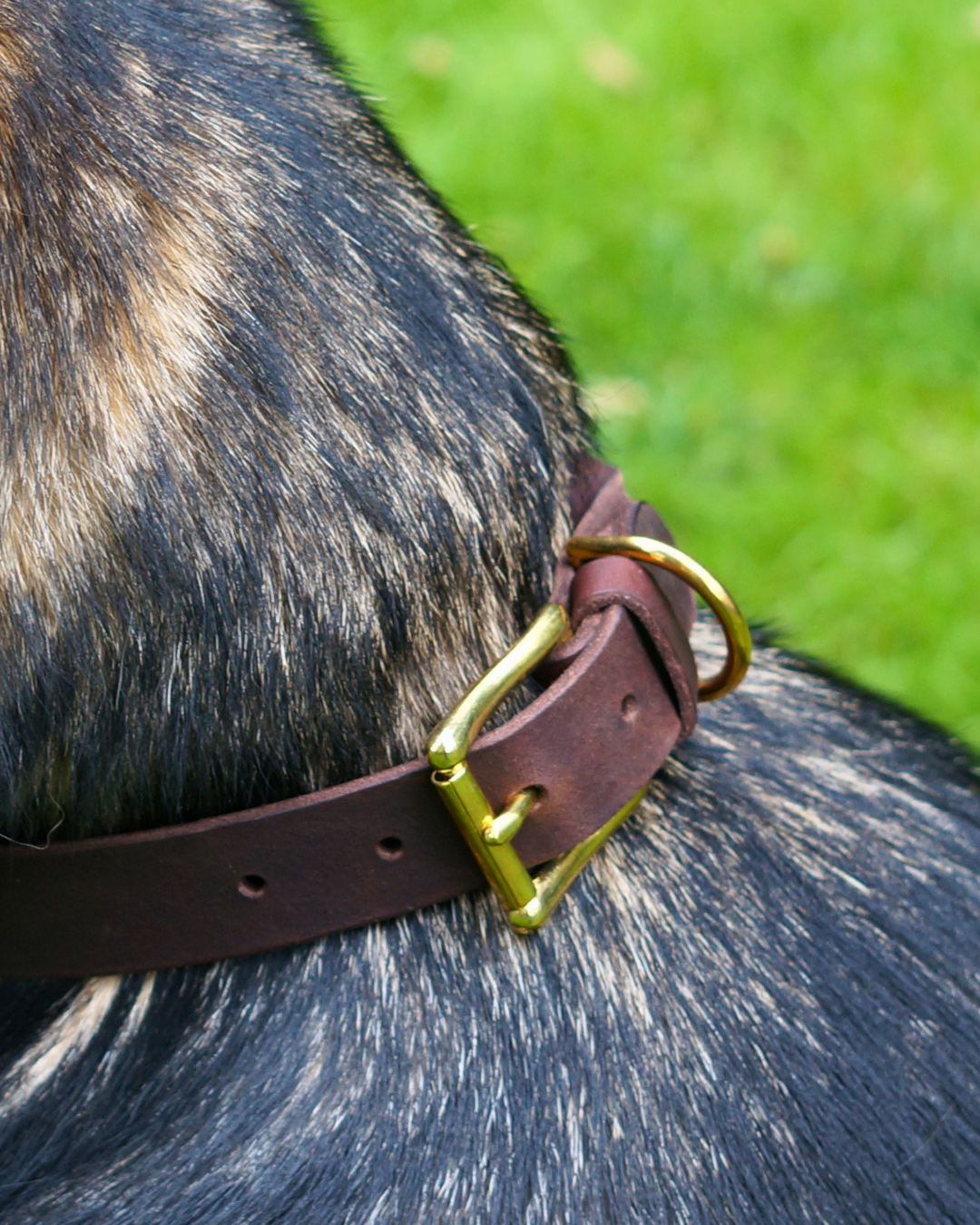 Hundehalsband Abby - Fettleder geflochten kastanienbraun