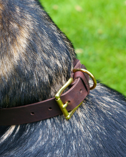 Hundehalsband Abby - Fettleder geflochten kastanienbraun