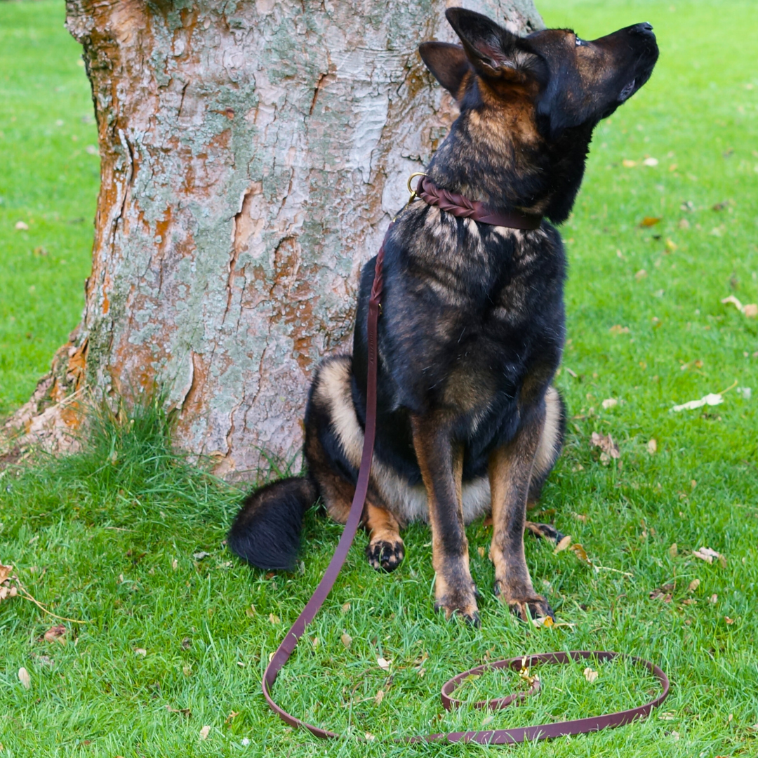 Set für Hunde: Leine und Halsband braun aus weichem Fettleder handmade in Germany