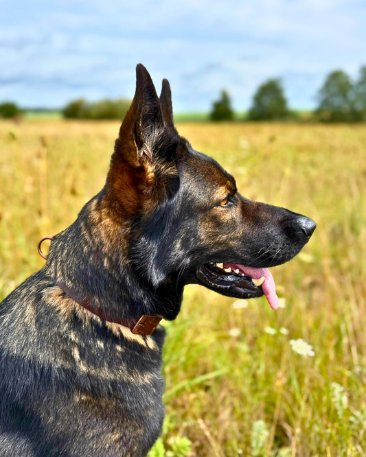 Hundehalsband Albbüffel - Glattes Büffelleder braun
