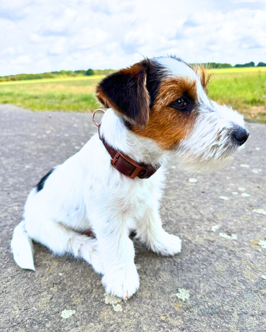 Hundehalsband Albbüffel - Glattes Büffelleder braun