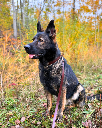 Hundehalsband Albbüffel - Glattes Büffelleder braun