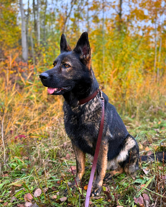 Hundeleine Leder Albbüffel City - Büffelleder braun
