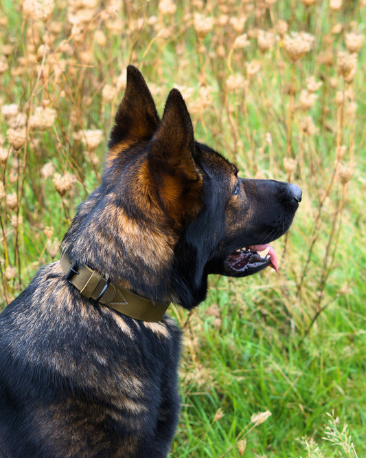 Hundehalsband Joker - Glattes Fettleder olivgrün