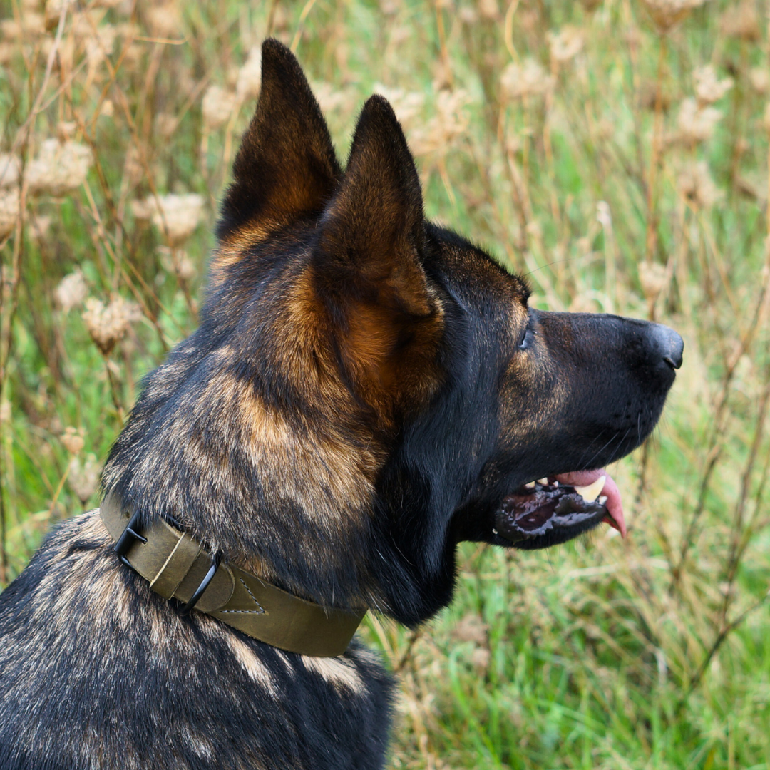 Weiches Hundehalsband zeitlos robust Fettleder grün olive