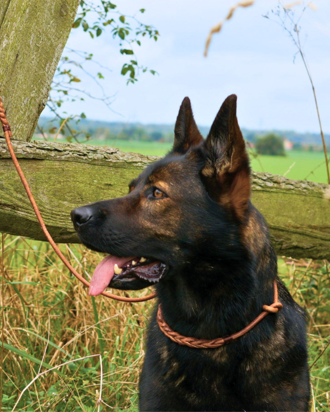 Flüsterleine Silent - Lautlose Umhängeleine mit 150cm Umhängeschlaufe - Pirschleine aus Rundleder, ohne Metall