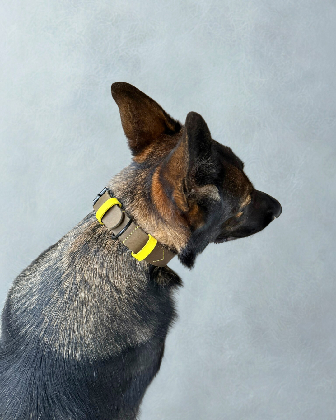 Hundehalsband Joker NEON - Weiches Fettleder Olivgrün