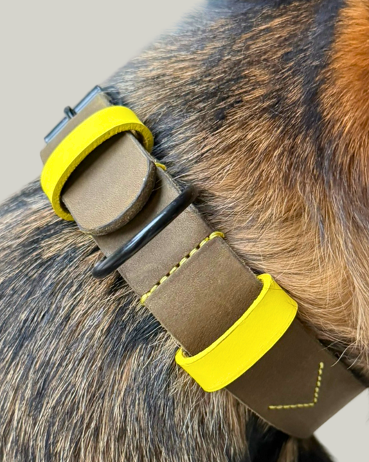 Hundehalsband Joker NEON - Weiches Fettleder Olivgrün