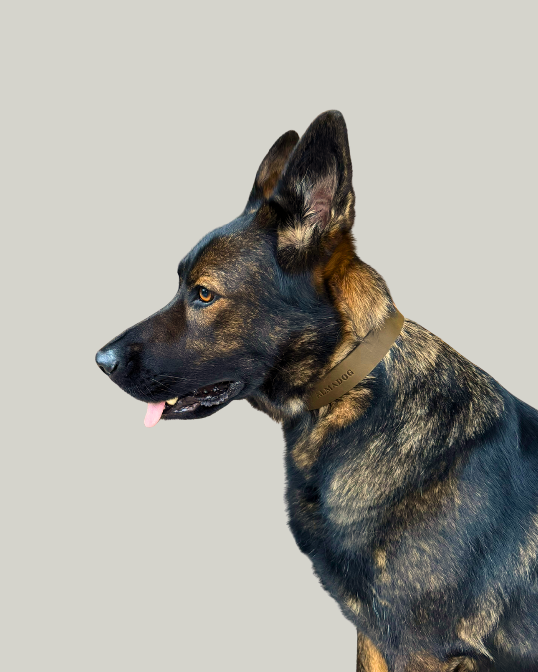 Hundehalsband Joker NEON - Weiches Fettleder Olivgrün
