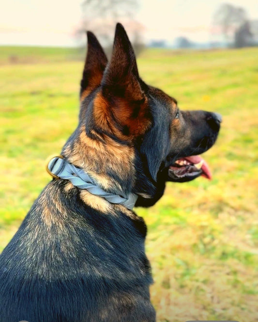 Hundehalsband Abby aus grauem Fettleder mit Flechtdetails