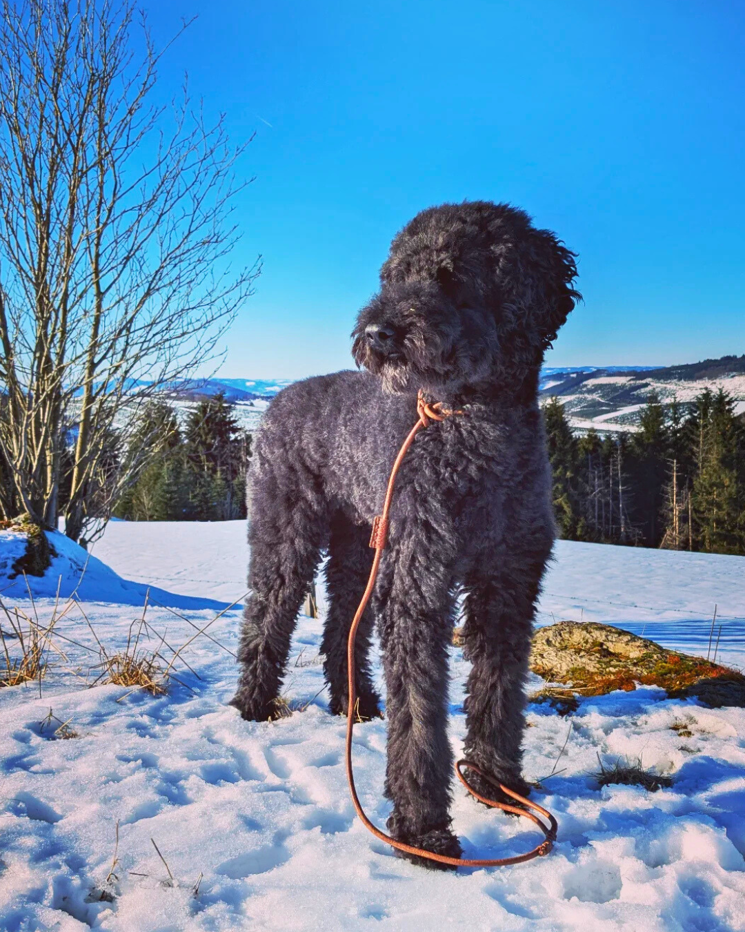 Bellepet Umhängeleine Aus Fettleder - Chrom | Chrom | Verstellbare