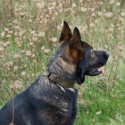 B-Ware: Hundehalsband Joker - Glattes Fettleder olivgrün