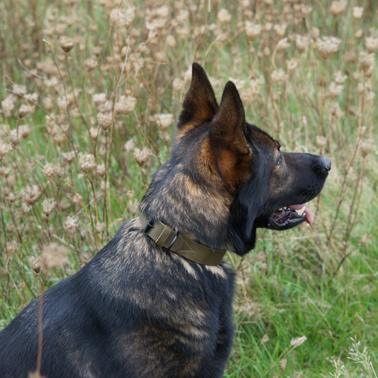 B-Ware: Hundehalsband Joker - Glattes Fettleder olivgrün